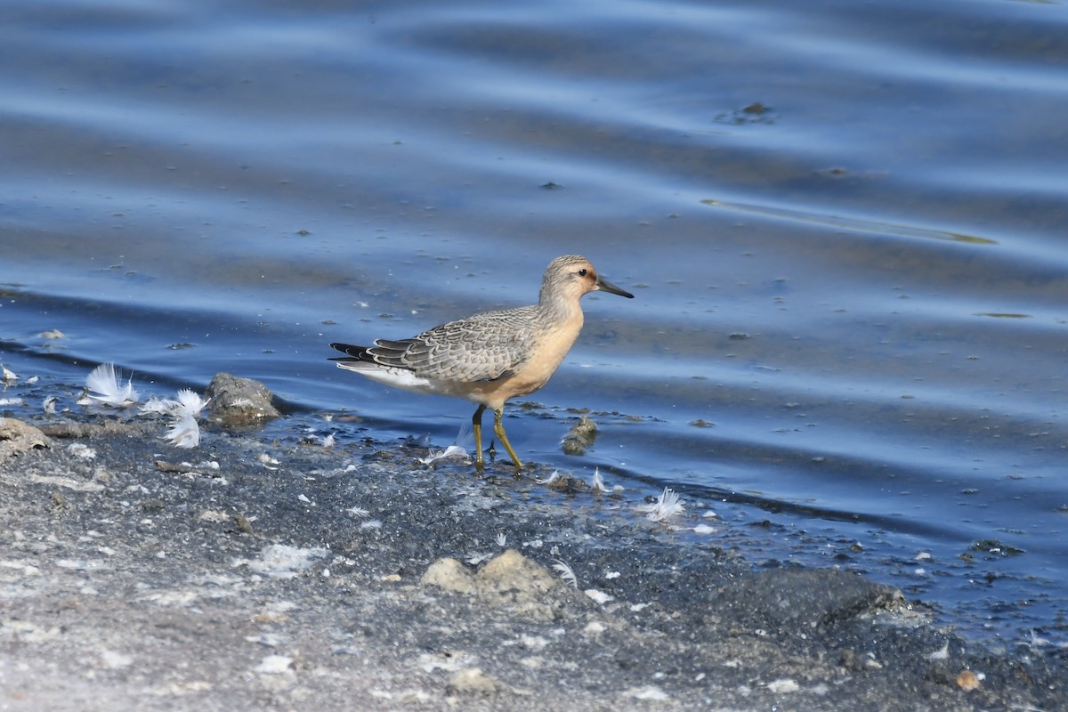 Red Knot - ML259909481