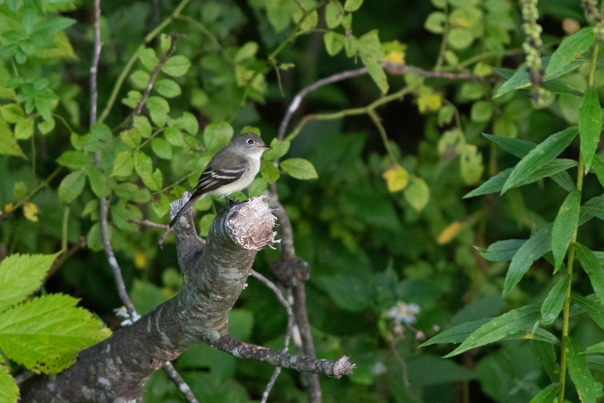 Least Flycatcher - Lucas Bobay