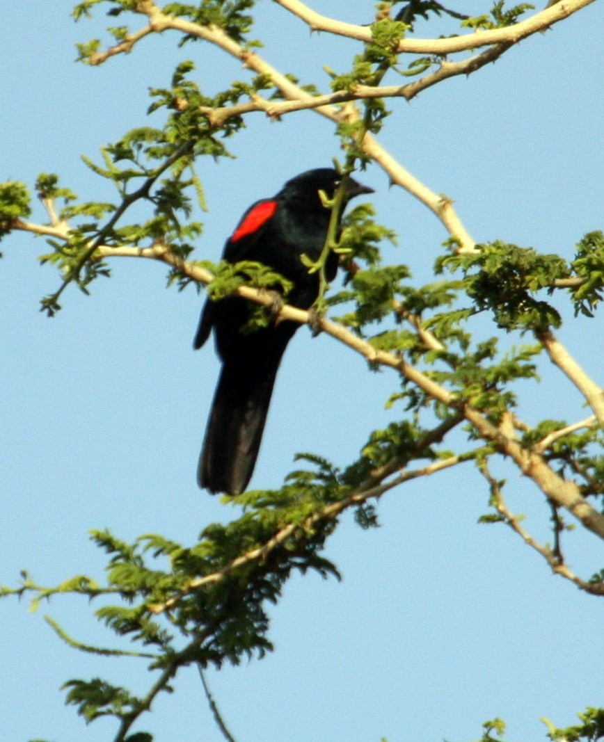 Red-shouldered Cuckooshrike - ML259911061