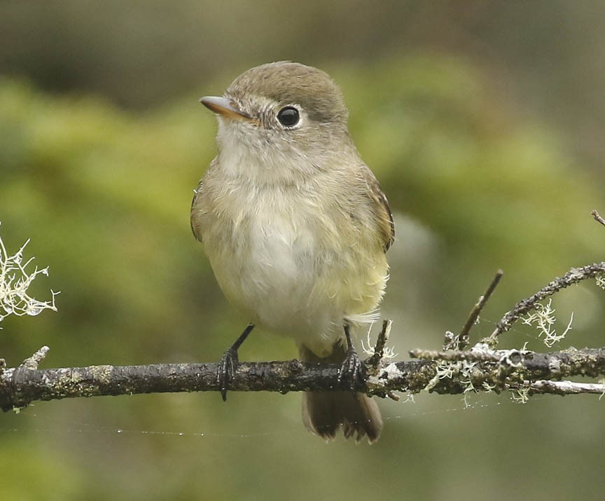 Least Flycatcher - ML259911511