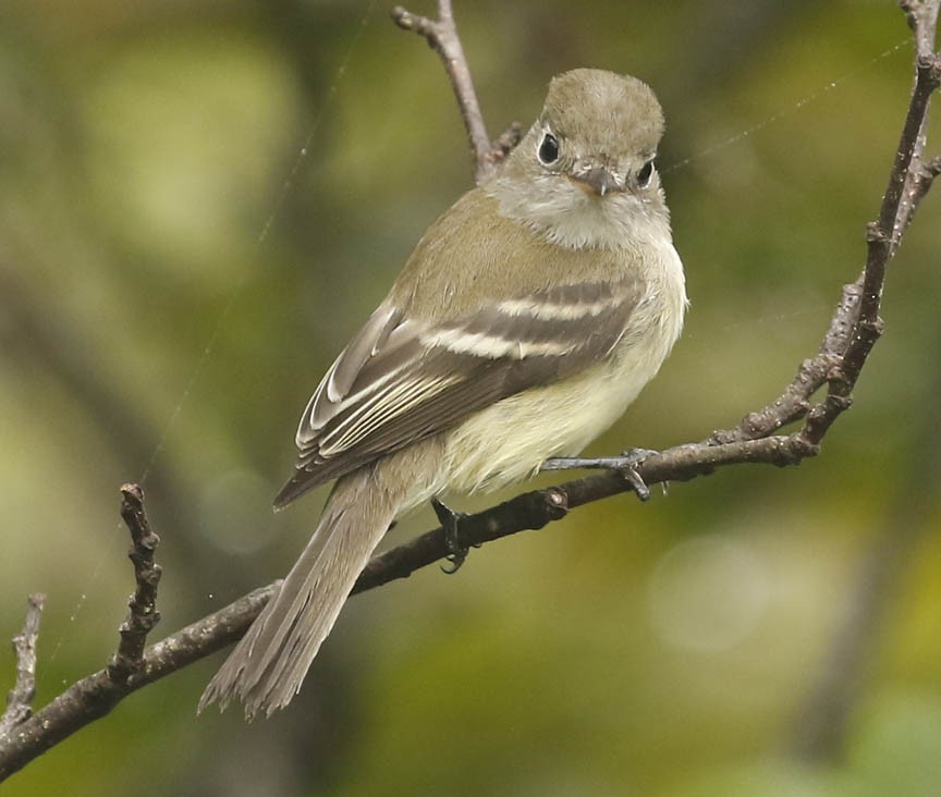 Least Flycatcher - ML259911531