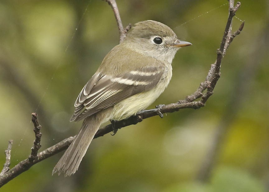 Least Flycatcher - ML259911541