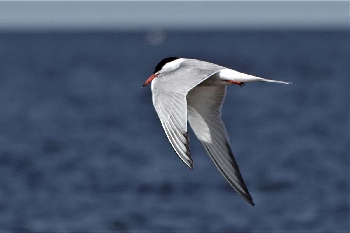 Common Tern - ML259912411