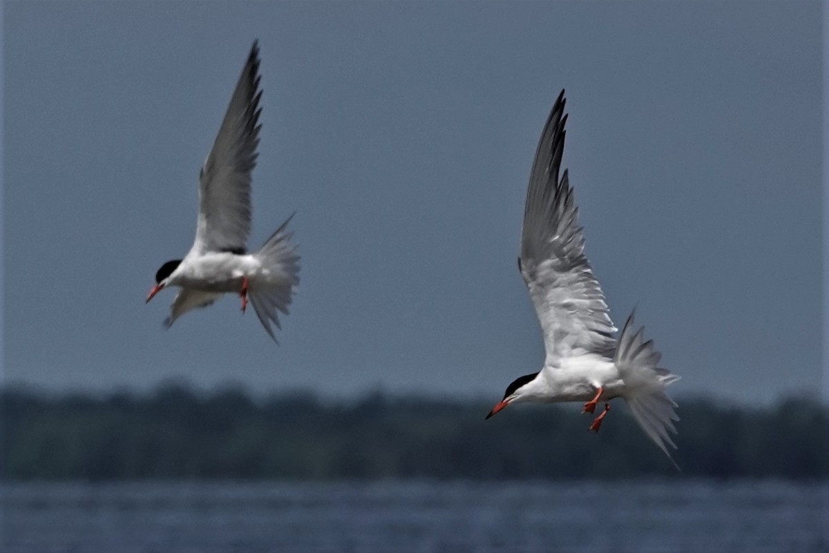 Common Tern - ML259912431