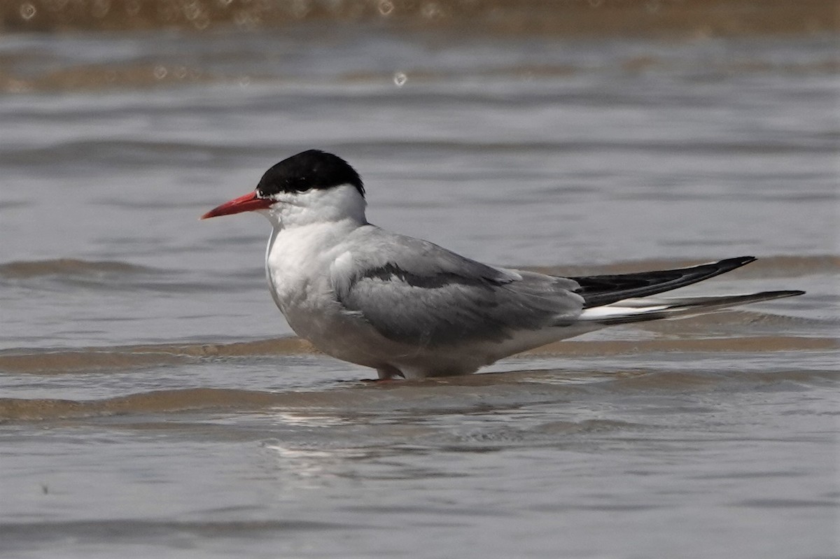 Common Tern - ML259912491