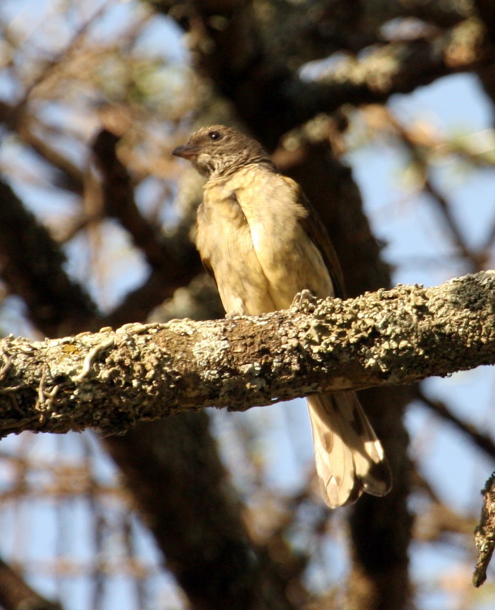 Scaly-throated Honeyguide - ML259912601