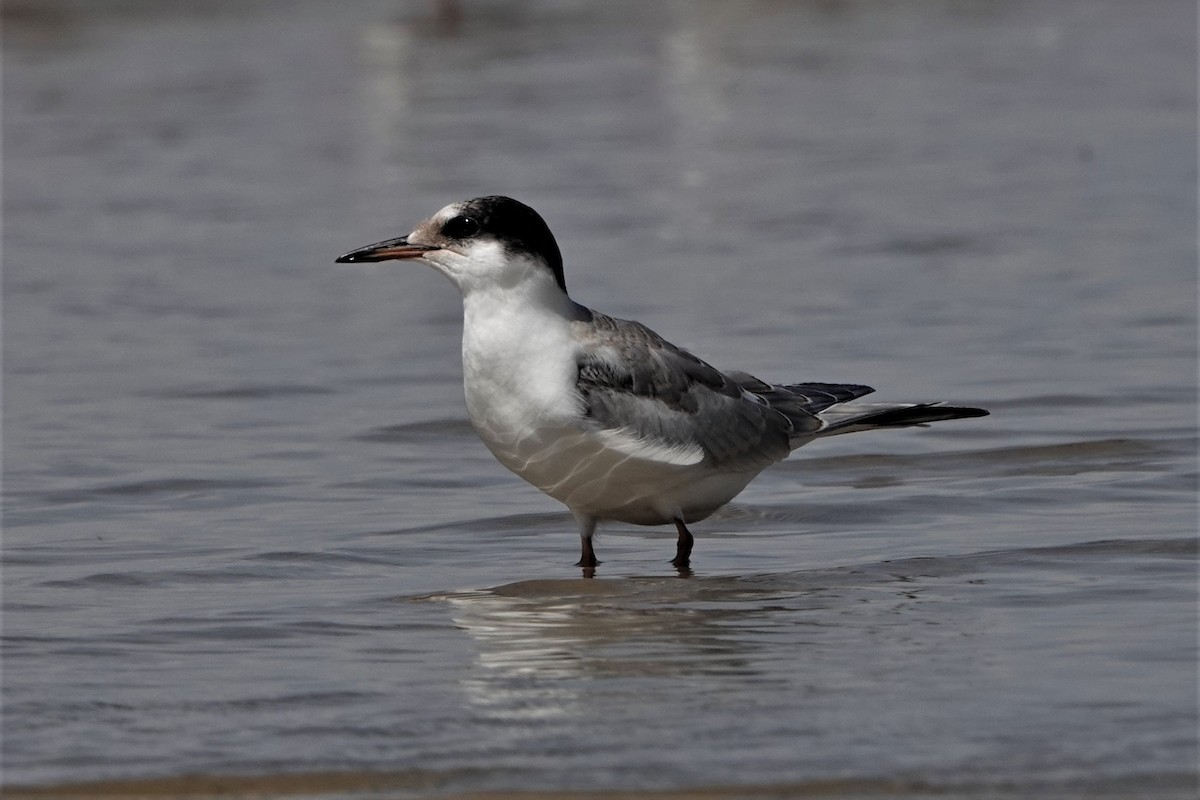 Common Tern - ML259912651