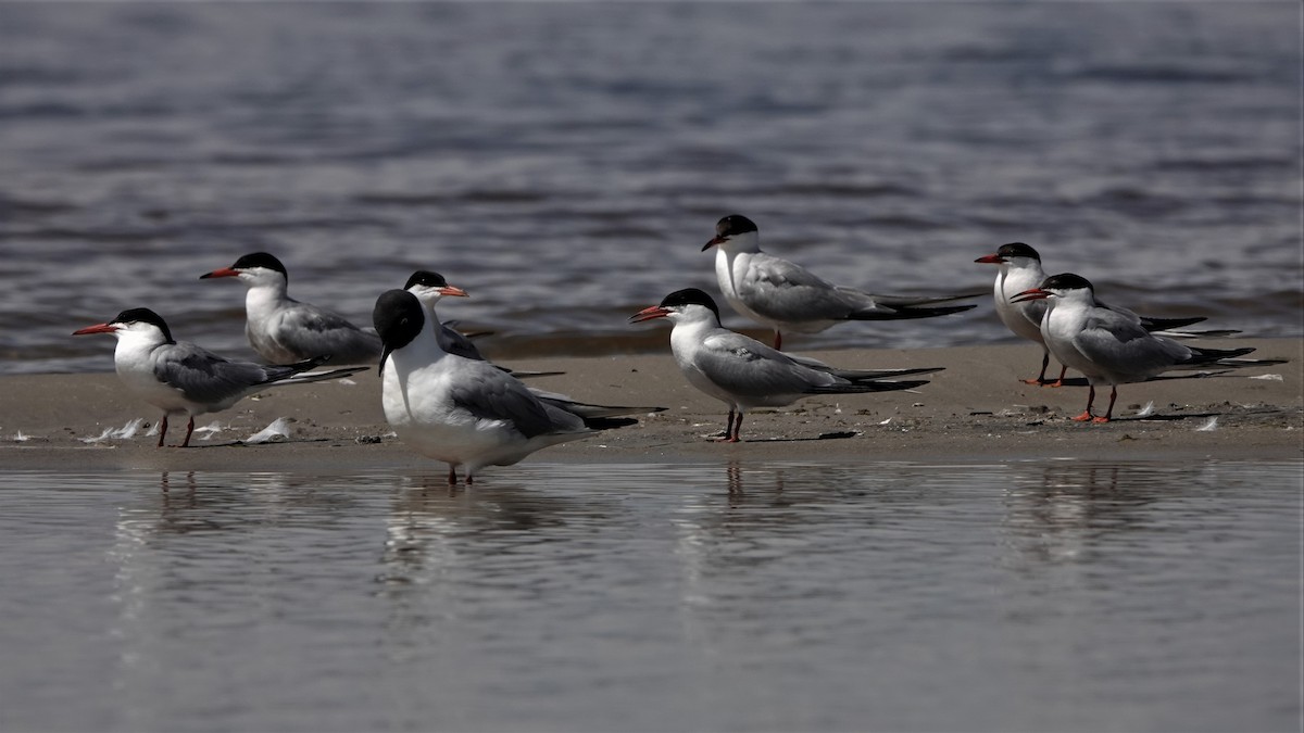 Common Tern - ML259912751