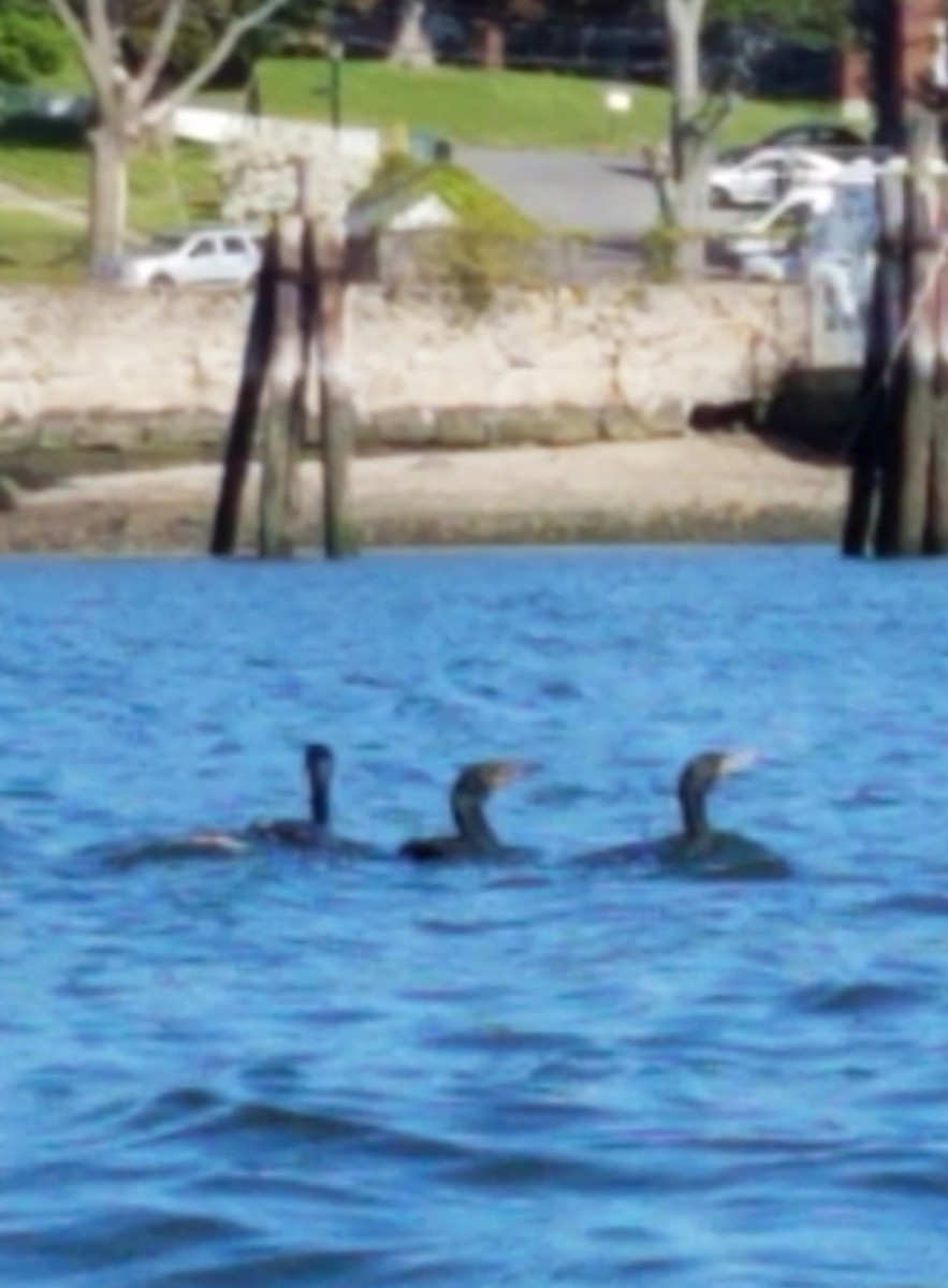 Double-crested Cormorant - ML259915071