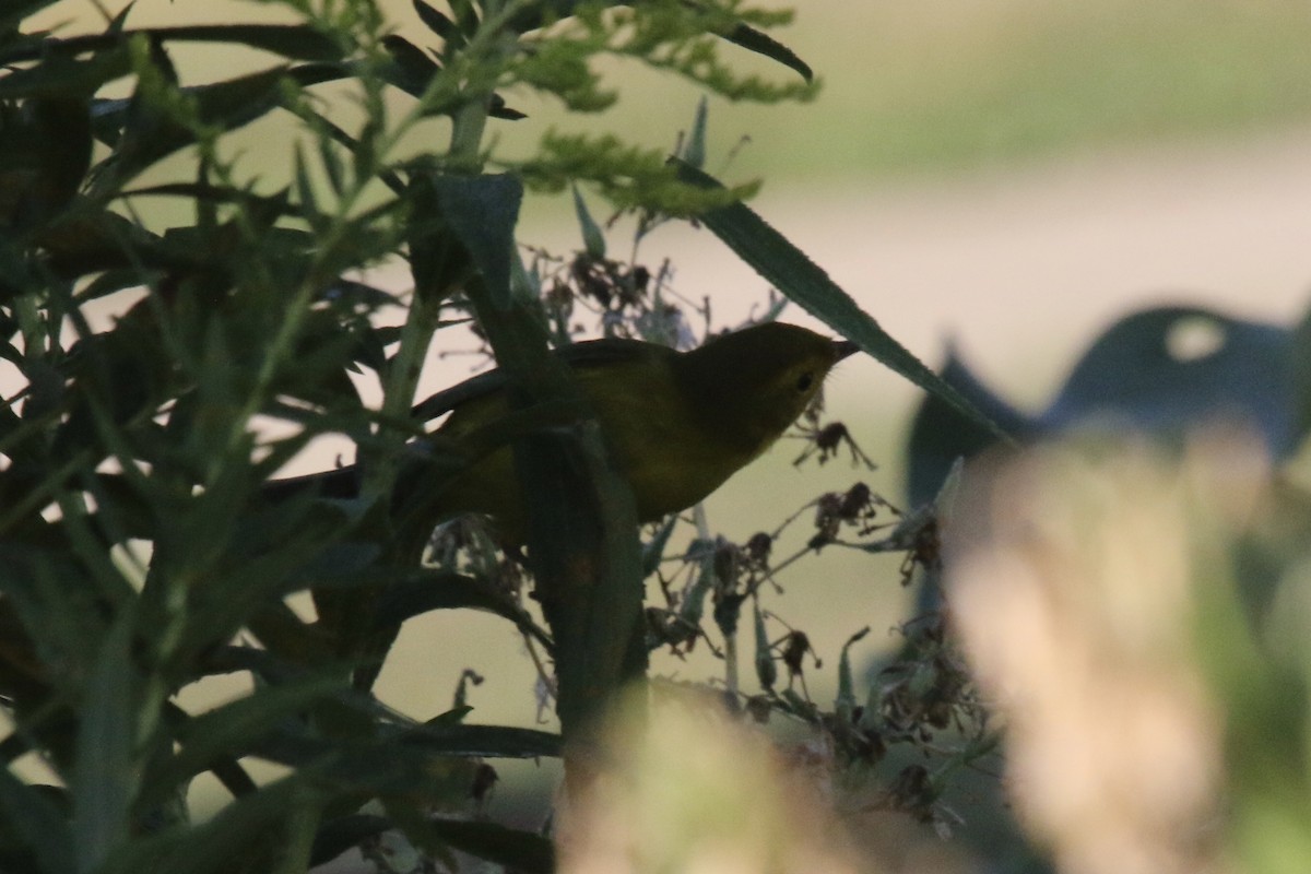 Wilson's Warbler - ML259915951