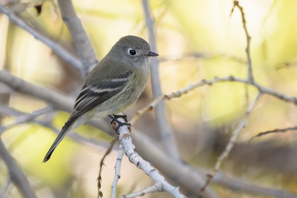 Hammond's Flycatcher - ML259919981