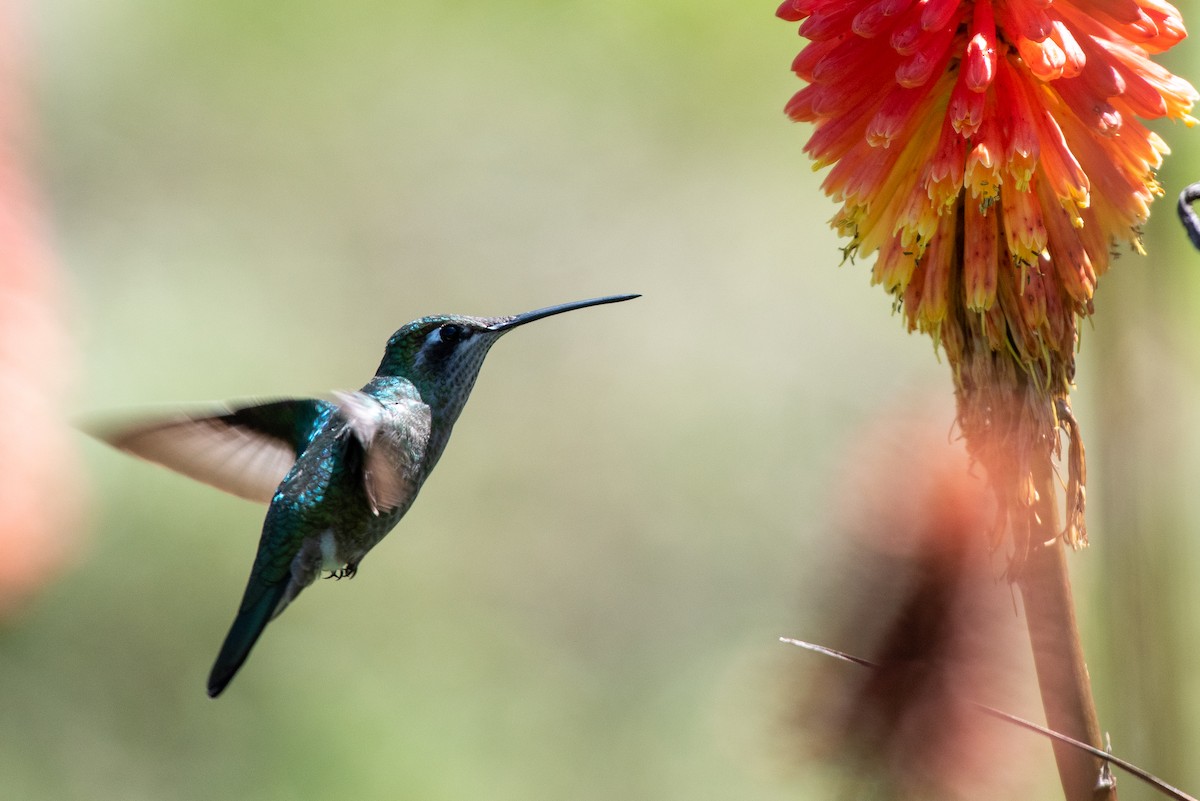 Rivoli's Hummingbird - ML259922371