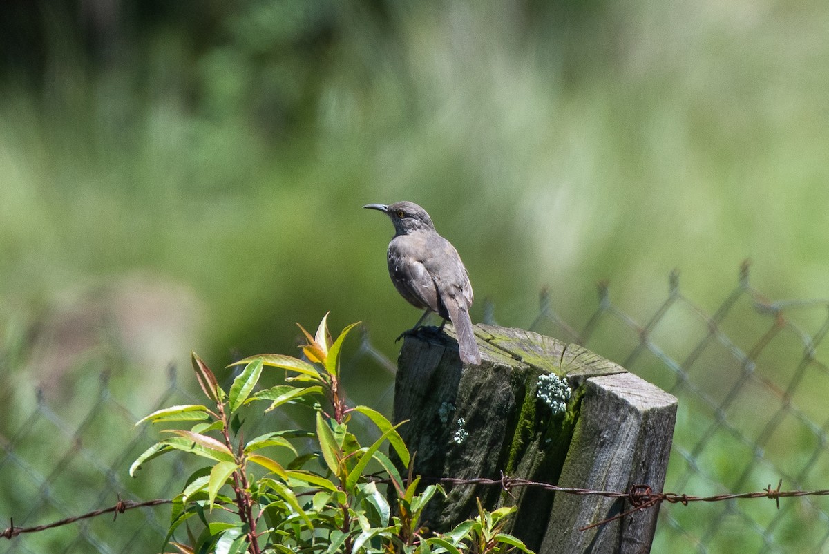 Curve-billed Thrasher - ML259922721