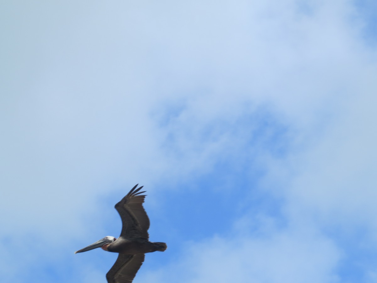 Brown Pelican - ML259923821