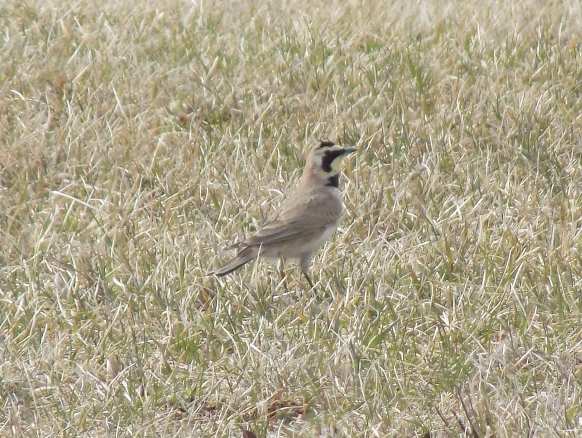 Horned Lark - ML25992391