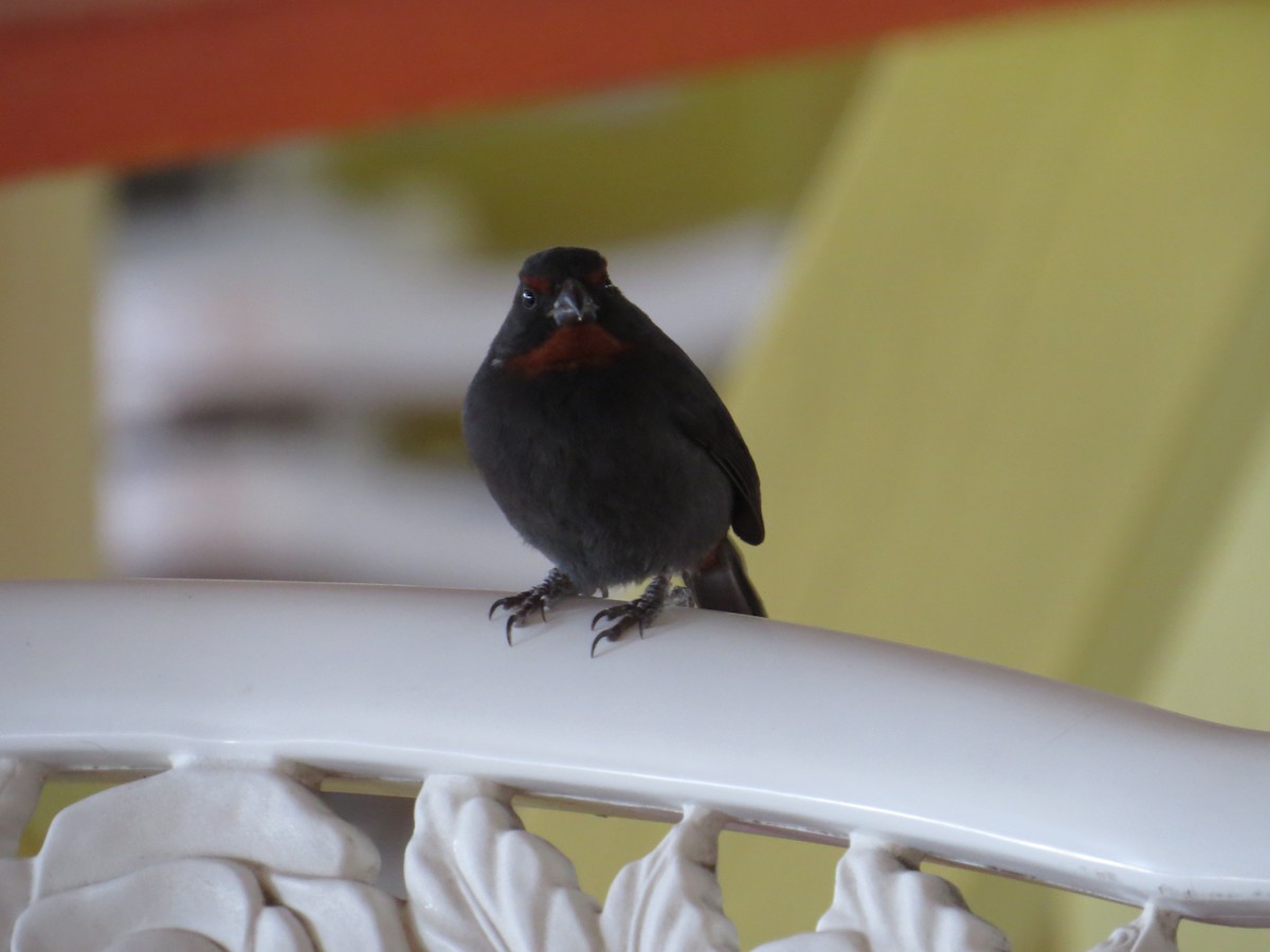 Lesser Antillean Bullfinch - ML259923951