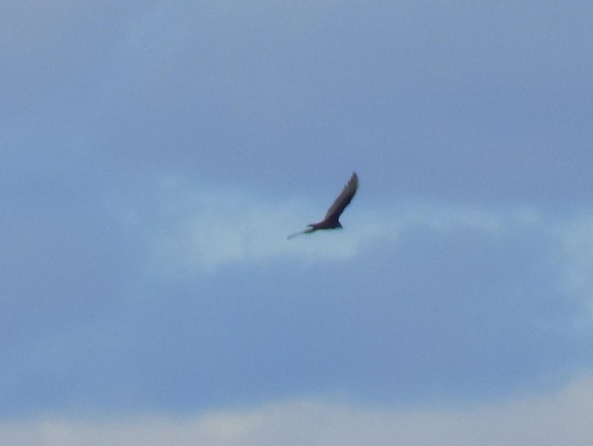 Turkey Vulture - ML25992411