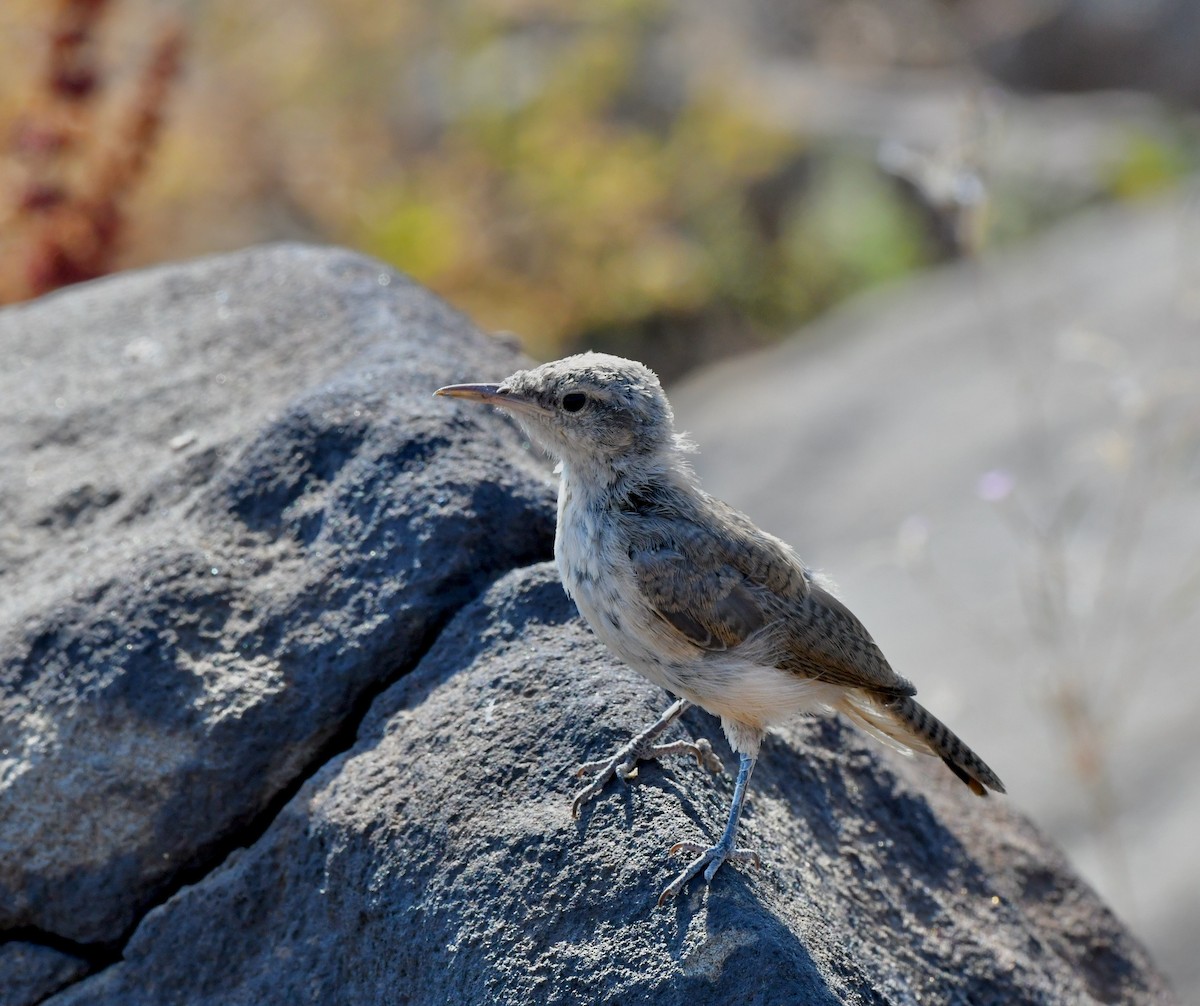 Rock Wren - Norman Eshoo