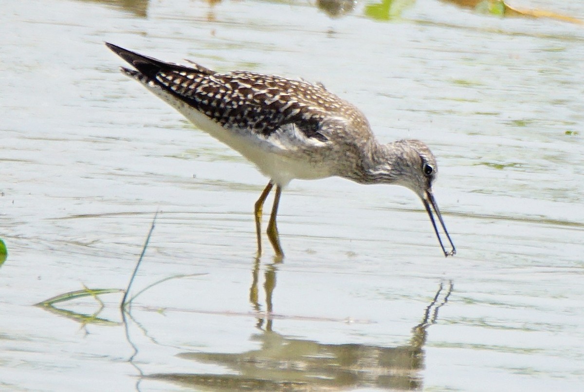 Greater Yellowlegs - ML259926501