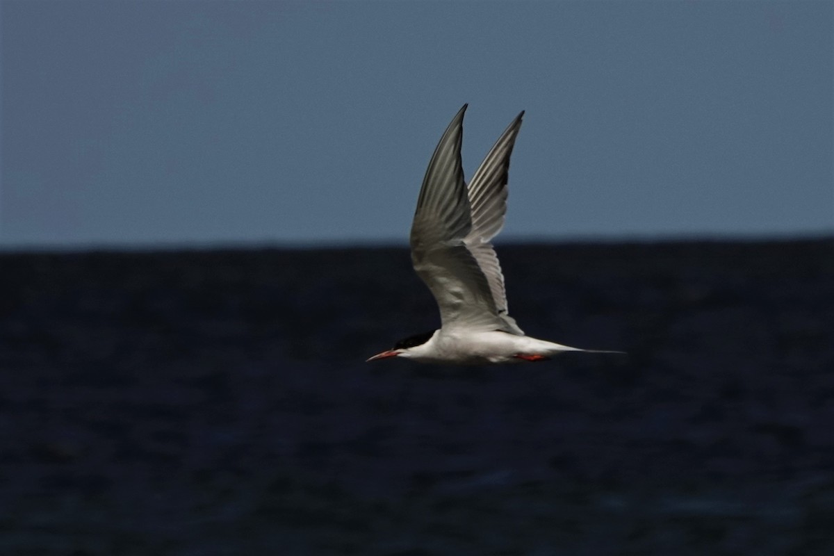 Common Tern - ML259926851