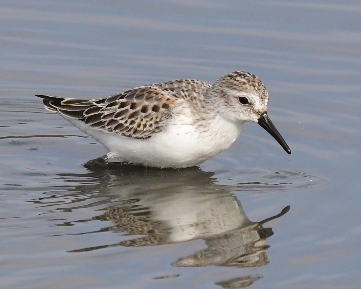 Western Sandpiper - Don Hoechlin