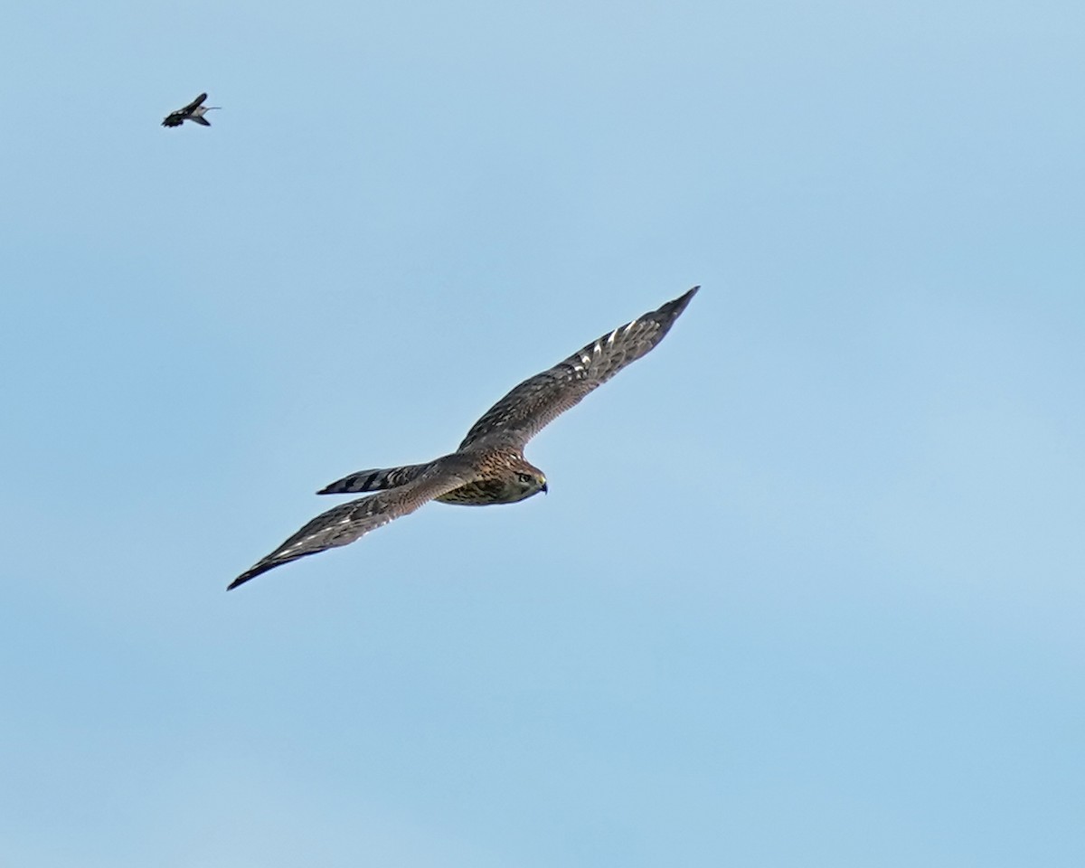 Cooper's Hawk - ML259928831