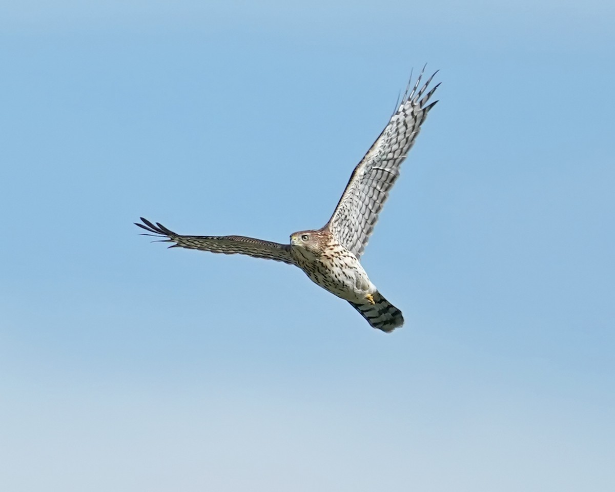 Cooper's Hawk - ML259928871