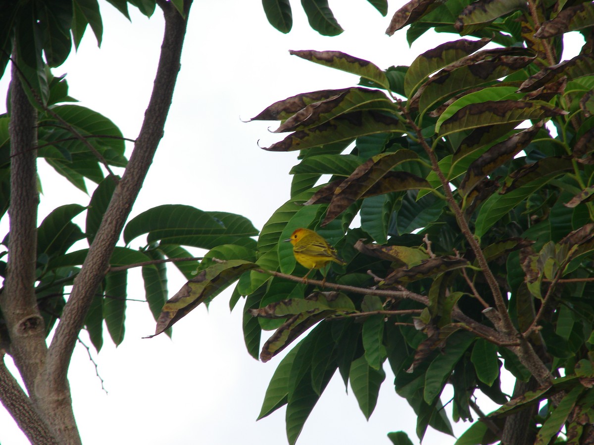 Yellow Warbler (Golden) - Pamela Hunt