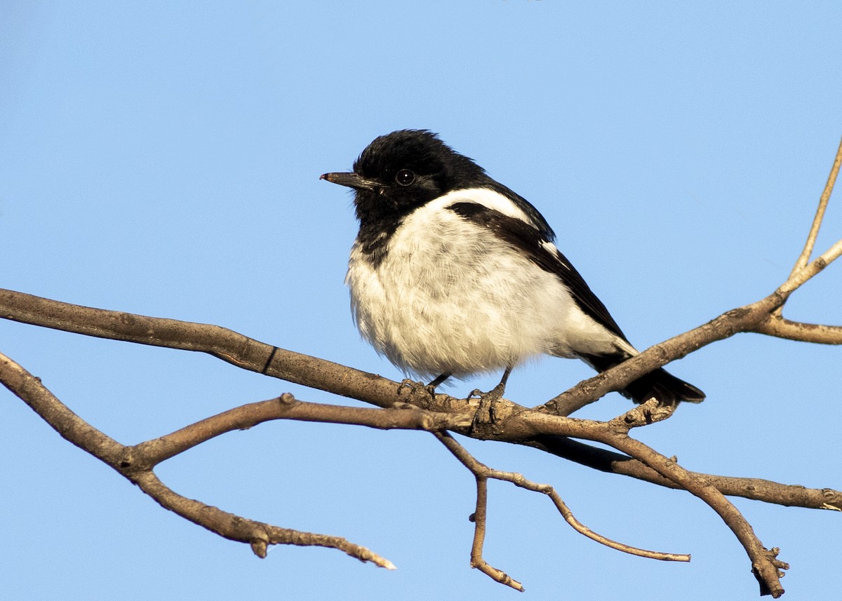 Hooded Robin - ML259930881