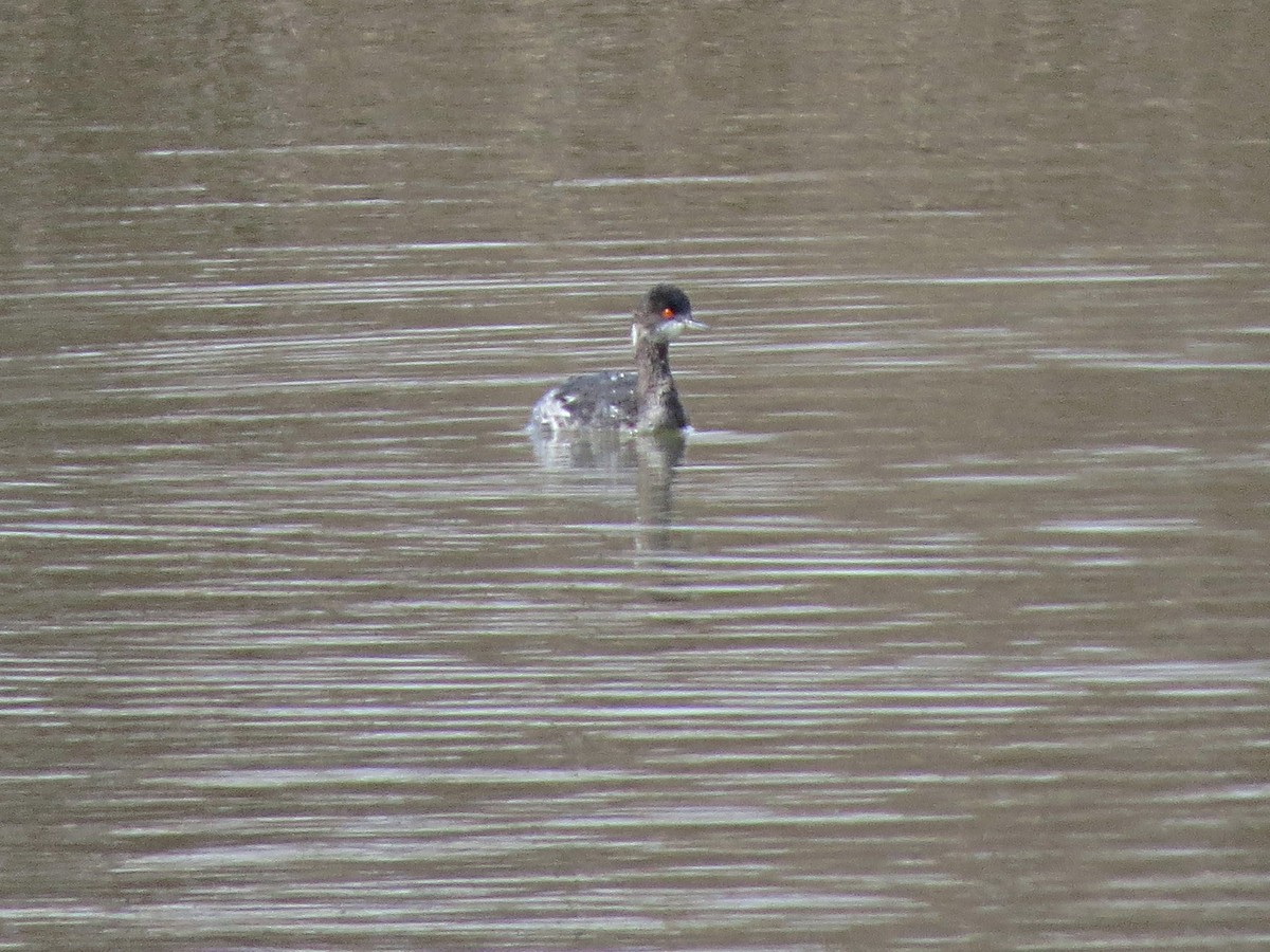 Eared Grebe - ML25993141