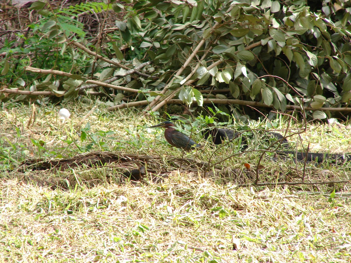 Green Heron - ML259931431