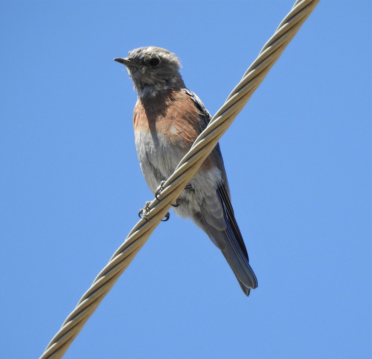 Western Bluebird - ML259935421