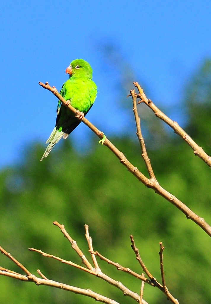 Plain Parakeet - ML259936591