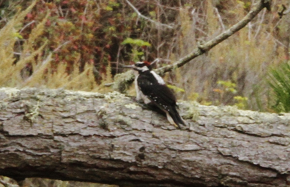 Hairy Woodpecker - ML259936731