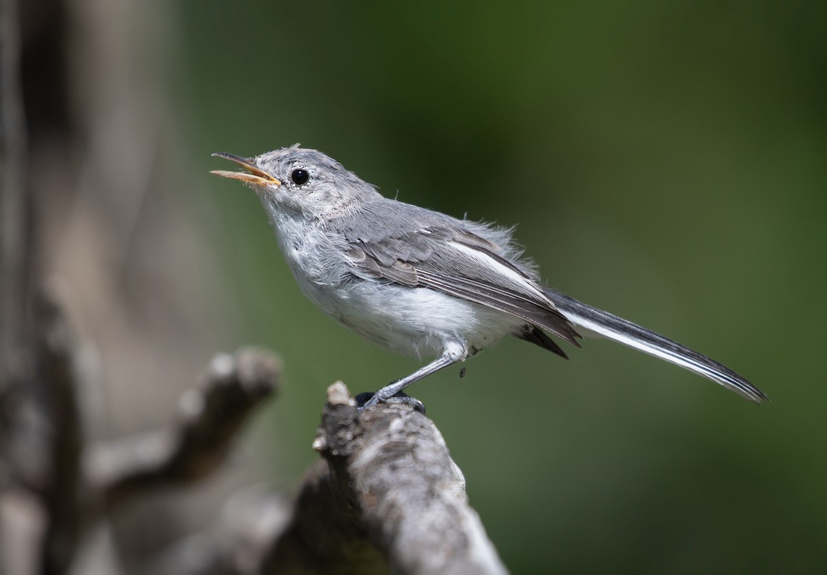 Blue-gray Gnatcatcher - Suzanne Labbé
