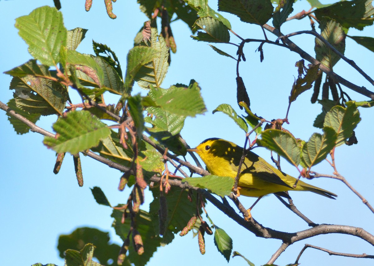 Wilson's Warbler - ML259939451