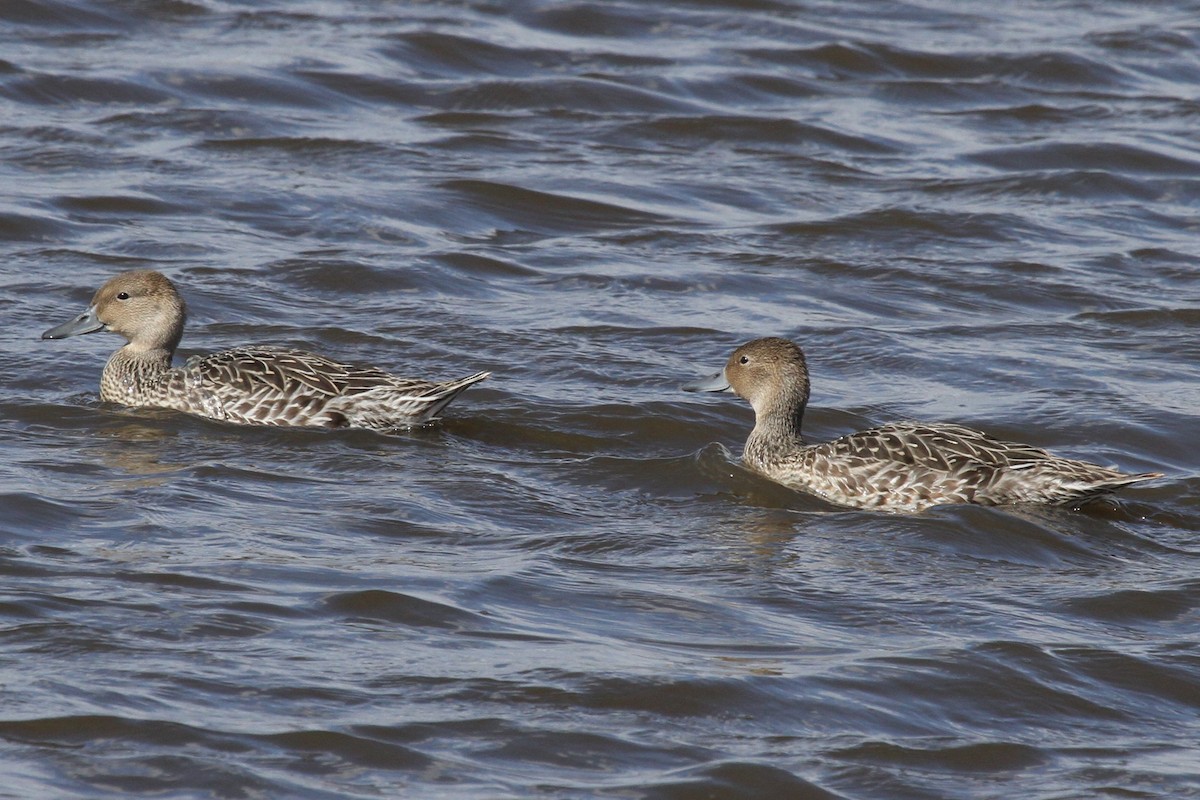 Northern Pintail - Geoffrey Urwin