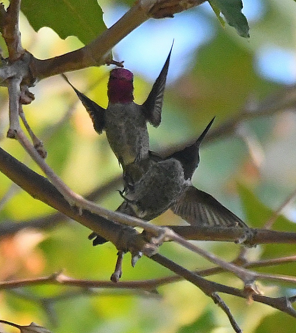 Anna's Hummingbird - ML259939791