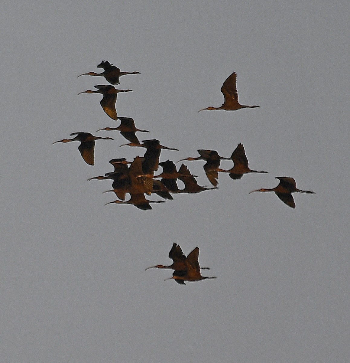 White-faced Ibis - ML259939811