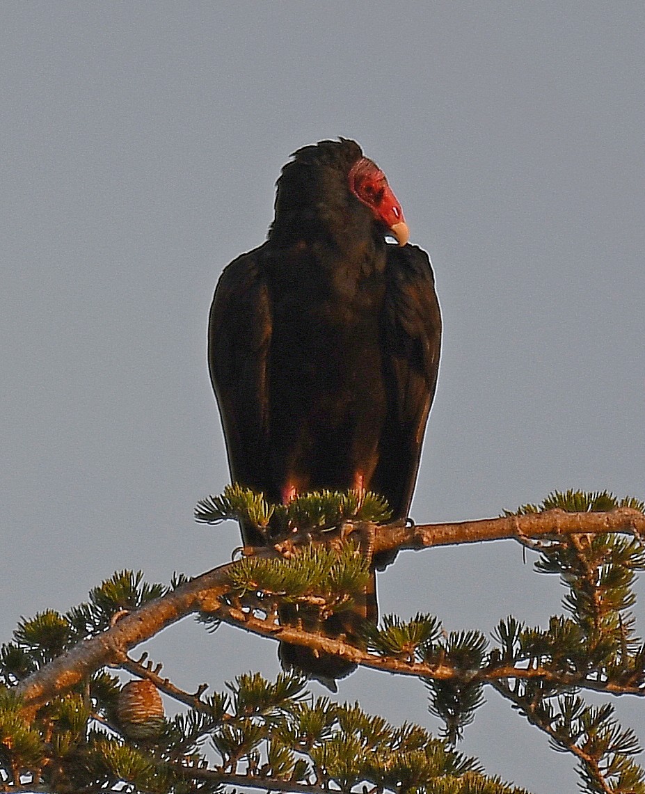 Urubu à tête rouge - ML259939911