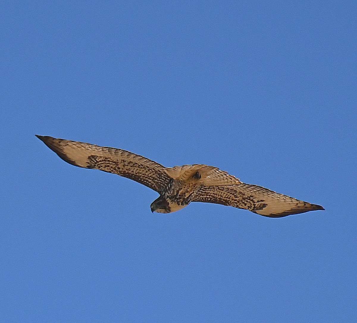 Rotschwanzbussard - ML259940101