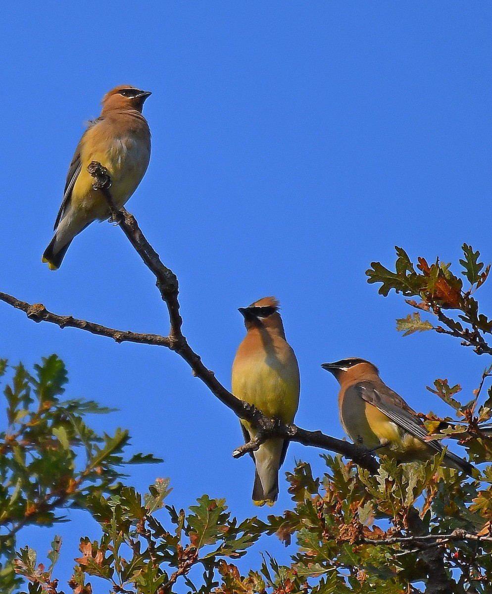 Cedar Waxwing - Daniel Murphy