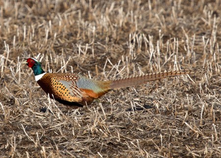 Ring-necked Pheasant - Lori Widmann