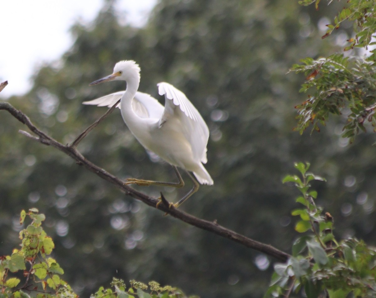 Snowy Egret - ML259943571