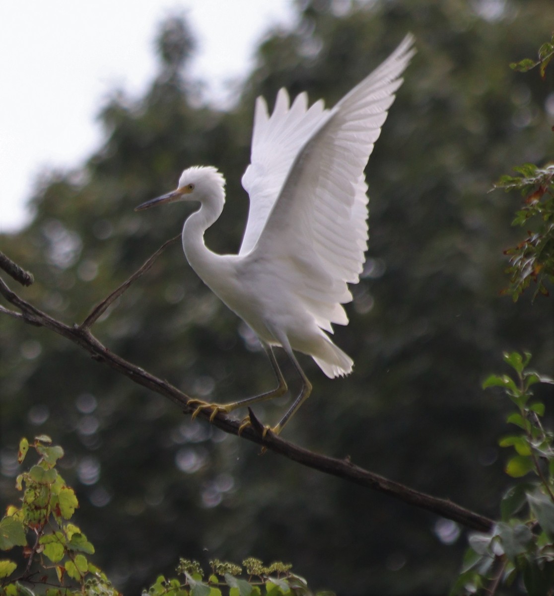 Snowy Egret - ML259943581