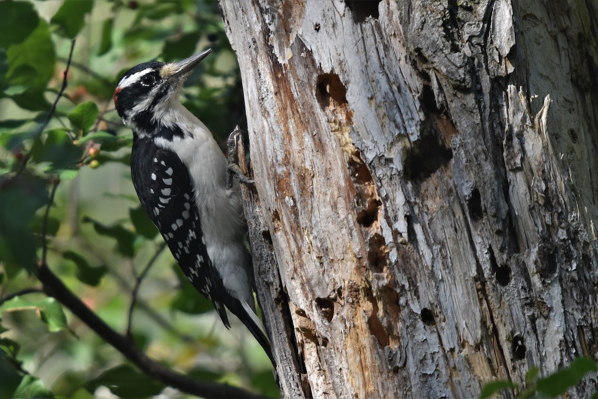 Hairy Woodpecker (Eastern) - ML259946501