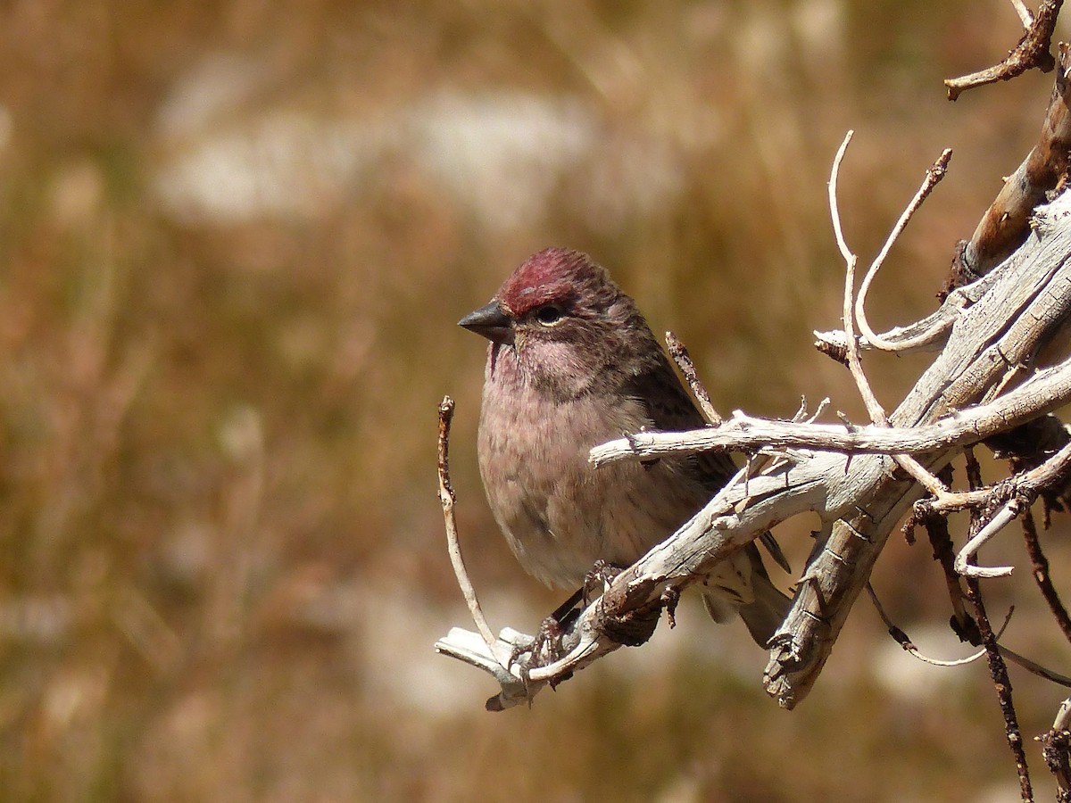 Cassin's Finch - ML259949251