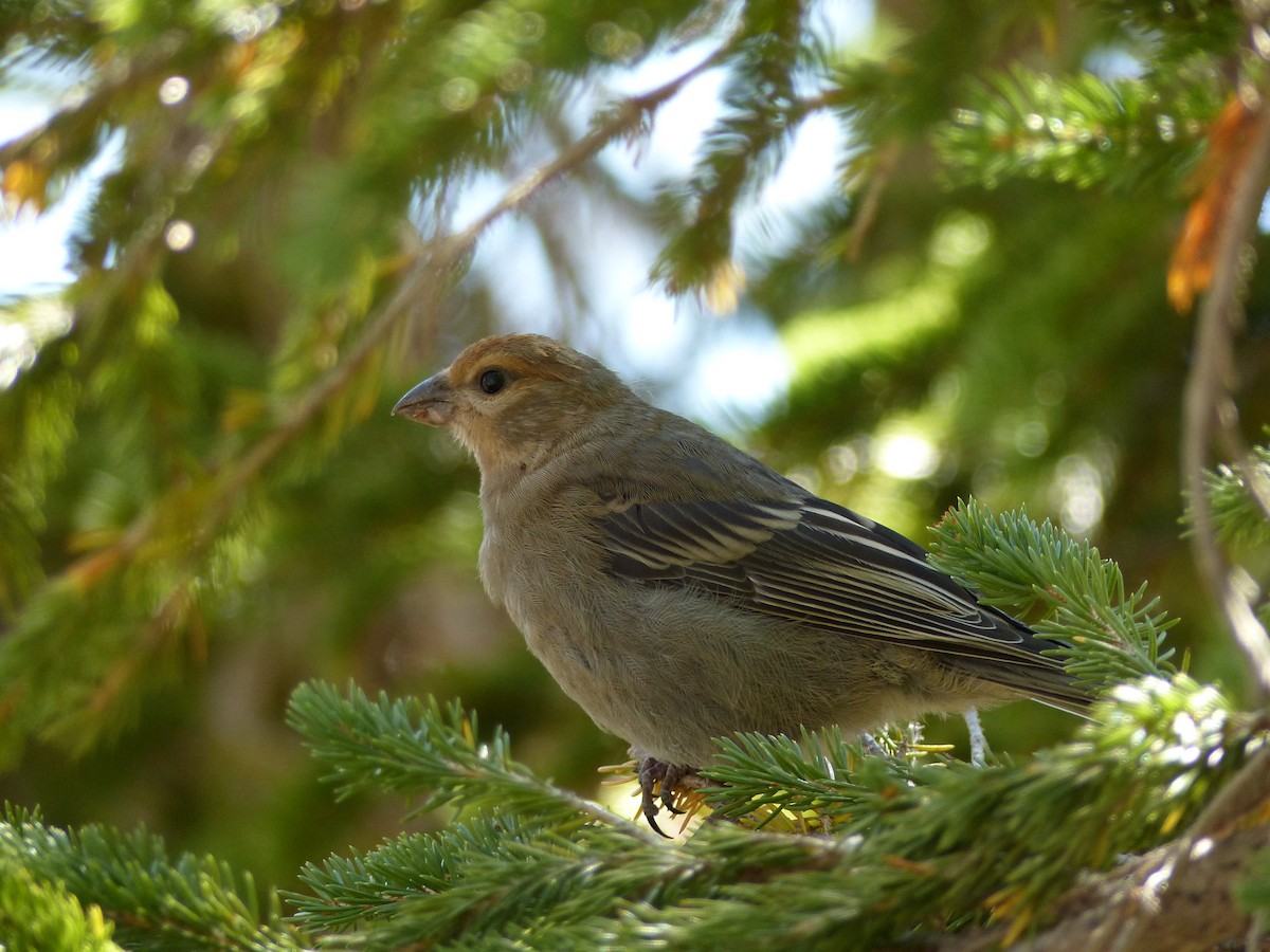 Pine Grosbeak - ML259949491