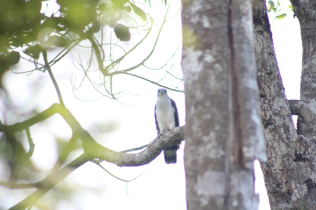 Gray-headed Kite - ML259952681