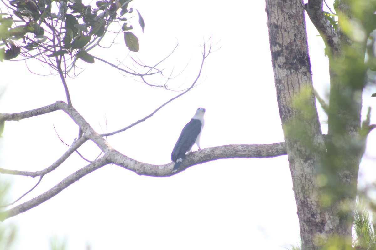 Gray-headed Kite - ML259953061